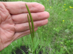 Hordeum brevisubulatum