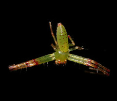 Cetratus
