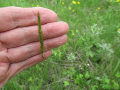 Hordeum brevisubulatum
