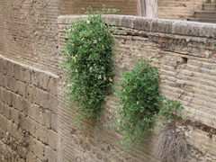 Capparis spinosa spinosa