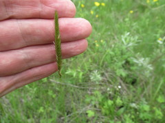 Hordeum brevisubulatum