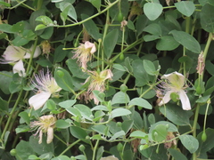 Capparis spinosa spinosa