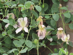 Capparis spinosa spinosa