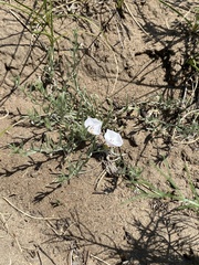 Convolvulus ammannii