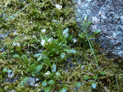 Cardamine bellidifolia