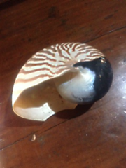 Nautilus pompilius