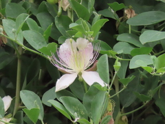 Capparis spinosa spinosa