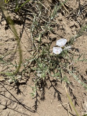 Convolvulus ammannii