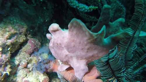 Antennarius commerson