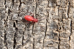 Leptocoris mitellatus