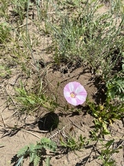 Convolvulus chinensis
