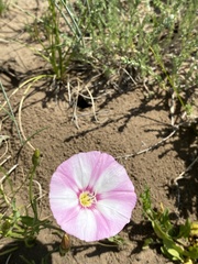 Convolvulus chinensis