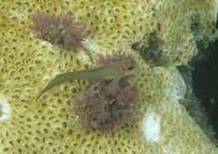 Ophioblennius atlanticus