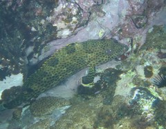 Epinephelus adscensionis