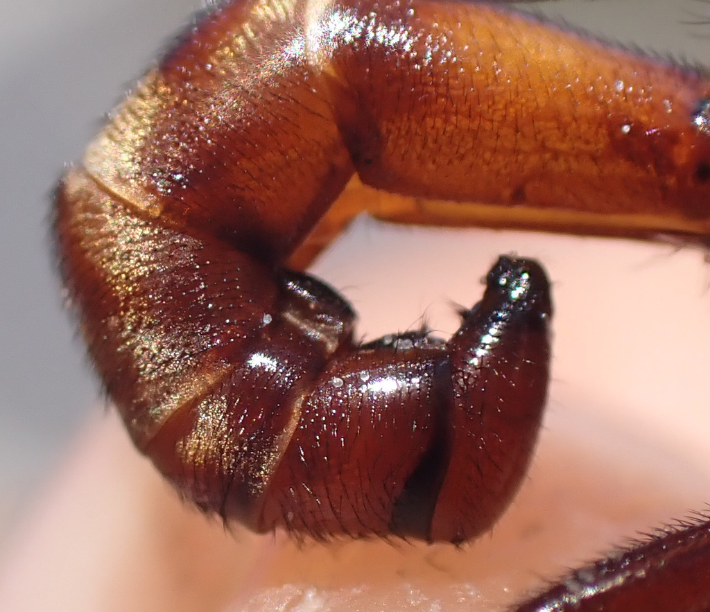 Ferruginous Bee-Grabber