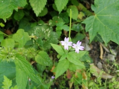 Epilobium montanum