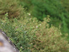 Chaenorhinum villosum