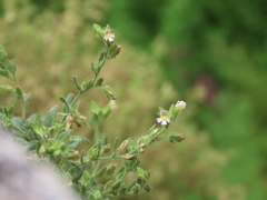 Chaenorhinum villosum