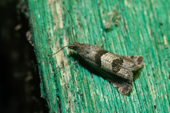 Epiblema junctana