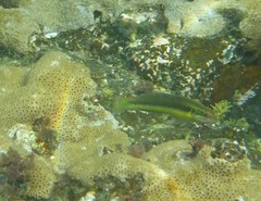 Thalassoma newtoni