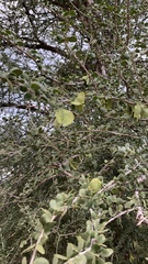 Gonopterodendron sarmientoi