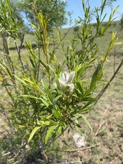 Salix microstachya