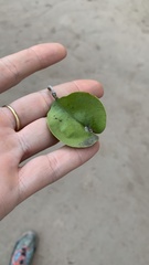 Gonopterodendron sarmientoi