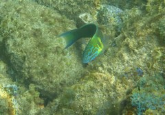 Thalassoma newtoni