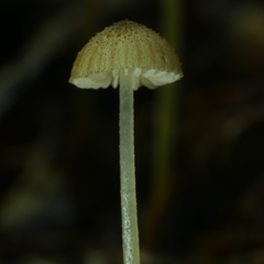 Entoloma squamiferum