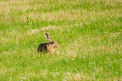 Lepus europaeus