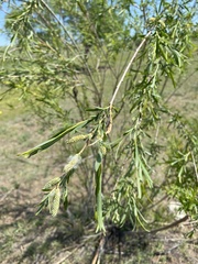 Salix microstachya