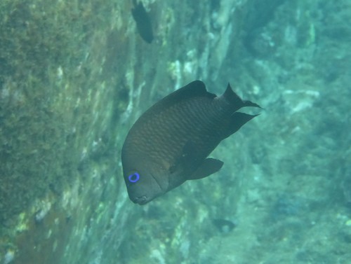 Guinea Damselfish