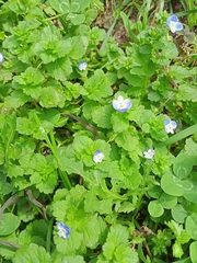 Veronica persica