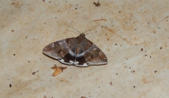 Achaea catella