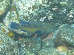 Cephalopholis taeniops