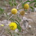 Sweet Acacia - Photo (c) Lalithamba, some rights reserved (CC BY)