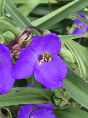 Agapostemon virescens