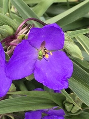 Agapostemon virescens