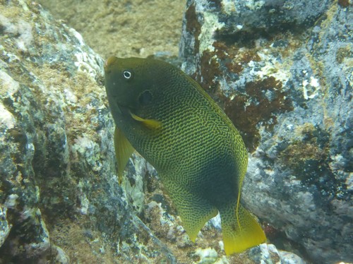 Guinean Angelfish