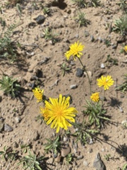 Crepis crocea