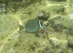 Prionurus biafraensis