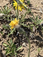 Crepis crocea