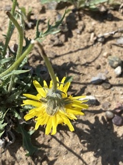 Crepis crocea