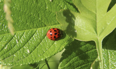 Harmonia axyridis