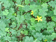 Oxalis corniculata
