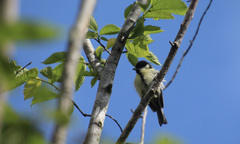 Parus major