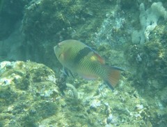 Bodianus speciosus