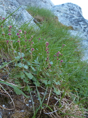 Saxifraga cernua