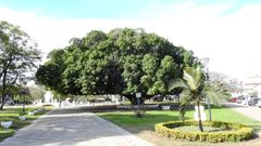 Ficus retusa