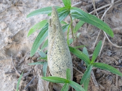 Amorphophallus dracontioides